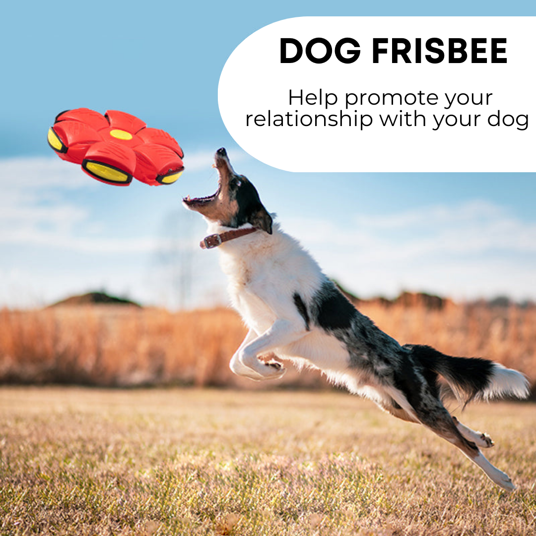 Flat And Throw Dog Frisbee